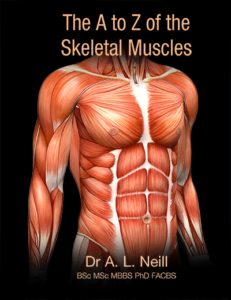 The A to Z of the Skeletal Muscles